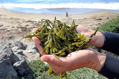 Santa Cruz's Seaweed: A Coastal Delicacy